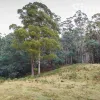 Loop Road