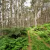 Mount Barrow Road