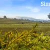 Long Plains Road