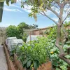 Honeysuckle Grove