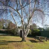 Swan Drive