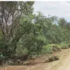 Lilydale Road