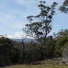 White Gum Rise