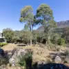 Mount Barrow Road