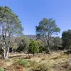 Mount Barrow Road