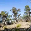 Lilydale Road