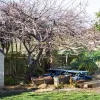 Alison Court
